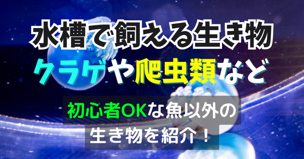 水槽で飼える生き物 魚以外